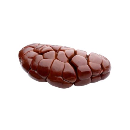 Beef Kidney