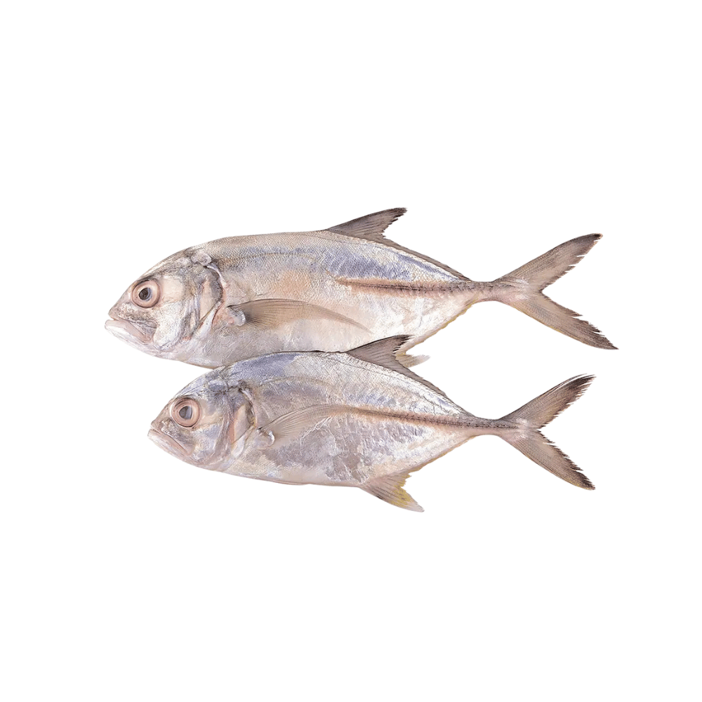 Paraw.png Paraw - Image 1