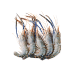 Prawns Medium
