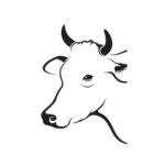 Cow Head