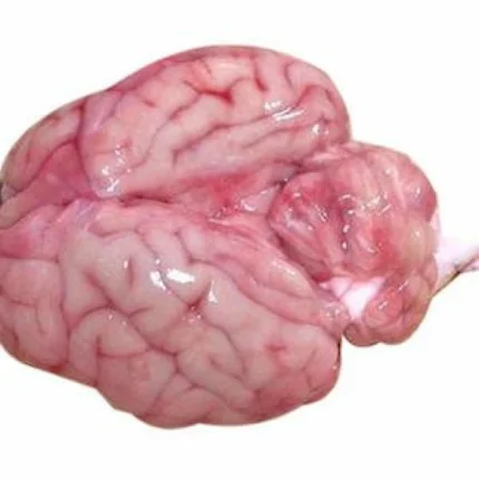 Beef Brain (1 No.)